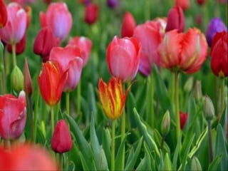 Tulipes in the netherlands (v.m.)