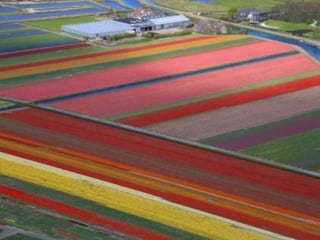Tulipes in the netherlands (v.m.)