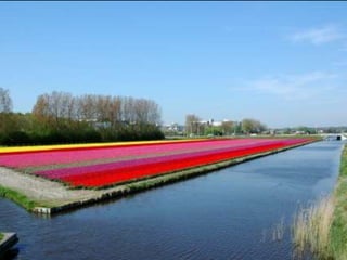 Tulipes in the netherlands (v.m.)