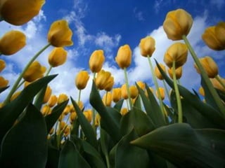 Tulipes in the netherlands (v.m.)