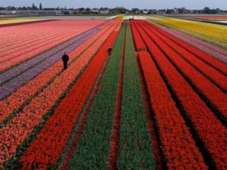 Tulipes in the netherlands (v.m.)