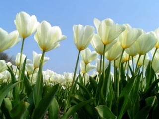 Tulipes in the netherlands (v.m.)