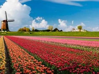 Tulipes in the netherlands (v.m.)