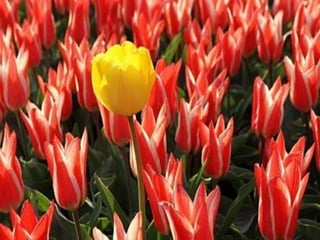 Tulipes in the netherlands (v.m.)