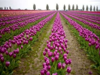 Tulipes in the netherlands (v.m.)