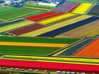Tulipes in the netherlands (v.m.)