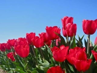 Tulipes in the netherlands (v.m.)