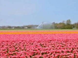Tulipes in the netherlands (v.m.)