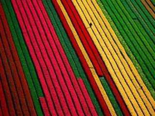 Tulipes in the netherlands (v.m.)