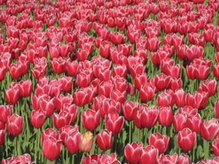 Tulipes in the netherlands (v.m.)