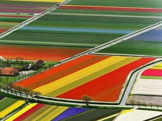Tulipes in the netherlands (v.m.)