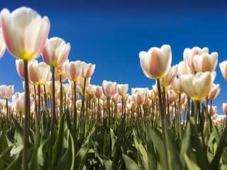 Tulipes in the netherlands (v.m.)