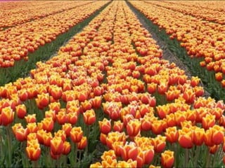 Tulipes in the netherlands (v.m.)