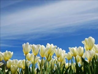 Tulipes in the netherlands (v.m.)