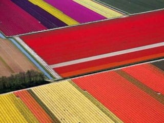 Tulipes in the netherlands (v.m.)