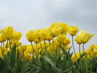 Tulipes in the netherlands (v.m.)