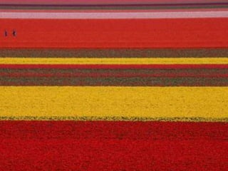 Tulipes in the netherlands (v.m.)