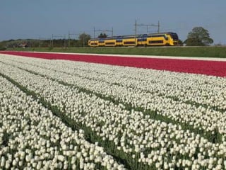 Tulipes in the netherlands (v.m.)