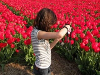 Tulipes in the netherlands (v.m.)