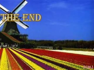 Tulipes in the netherlands (v.m.)