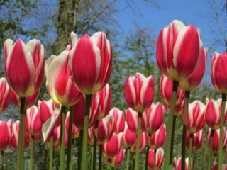 Tulipes in the netherlands (v.m.)