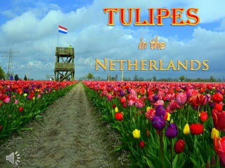 Tulipes in the netherlands (v.m.)