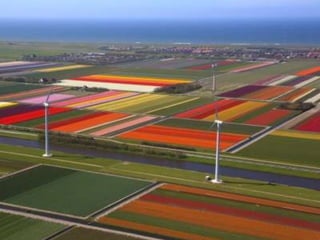 Tulipes in the netherlands (v.m.)