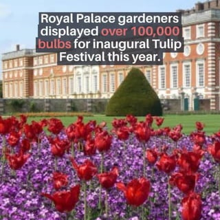 Royal Palace displayed over 100,000 Tulip flowers