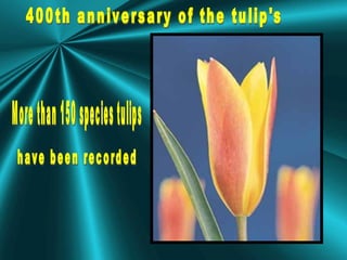 400th anniversary of the tulip's More than 150 species tulips  have been recorded 