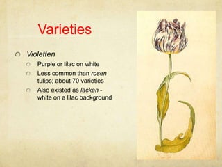 Varieties,[object Object],Violetten,[object Object],Purple or lilac on white,[object Object],Less common than rosen tulips; about 70 varieties,[object Object],Also existed as lacken - white on a lilac background,[object Object]