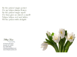 Tulip post card