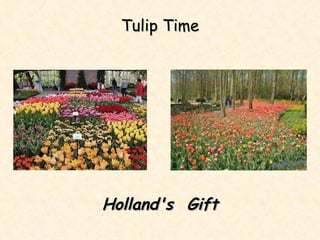 Tulip Time Holland's  Gift 