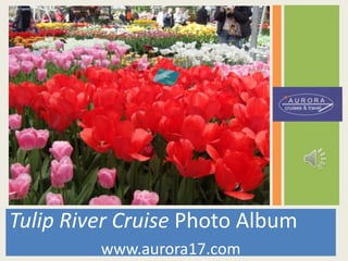 Tulip River Cruise Photo Album www.aurora17.com 