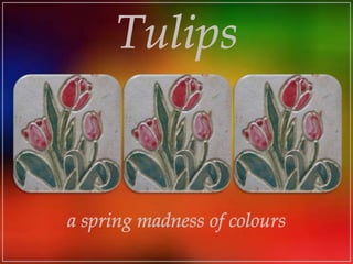 Tulips a spring madness of colours 
