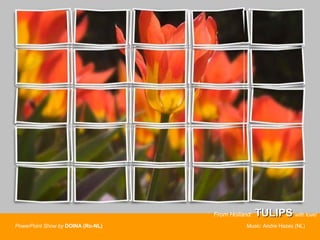 From Holland:   TULIPS  with love! PowerPoint Show by   DOINA (Ro-NL)  Music:  Andre Hazes (NL) 