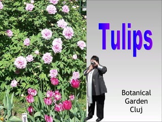 Botanical Garden Cluj Tulips 