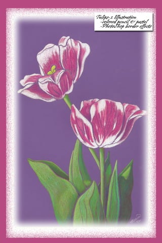 Tulips1 Illus