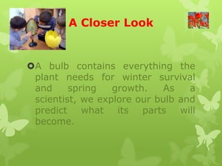A Closer Look


A bulb contains everything the
 plant needs for winter survival
 and     spring   growth.    As   a
 scientist, we explore our bulb and
 predict    what   its  parts   will
 become.
 