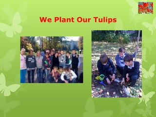 We Plant Our Tulips
 