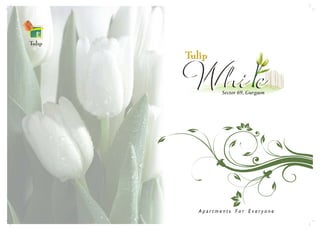 Tulip white