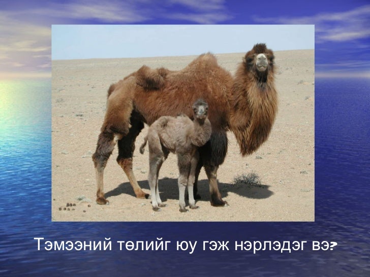 Tul ma2l