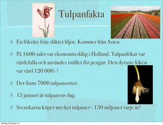 Tulpanfakta
En lökväxt från släktet liljor. Kommer från Asien.
På 1600-talet var ekonomin dålig i Holland. Tulpanlökar var
värdefulla och användes istället för pengar. Den dyraste löken
var värd 120 000:-!
Det finns 7000 tulpansorter.
15 januari är tulpanens dag.
Svenskarna köper mycket tulpaner - 130 miljoner varje år!
söndag 25 januari 15
 