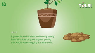 Soil
It grows in well-drained soil mostly sandy
loam structure or good organic potting
mix. Avoid water–logging & saline soils.
 