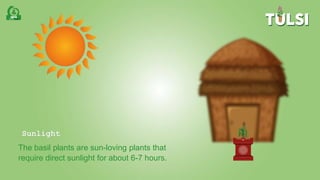 Sunlight
The basil plants are sun-loving plants that
require direct sunlight for about 6-7 hours.
 