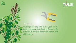 Pruning
Pruning done any time of the year. Pinch
the top stems with 4-6 pairs of leaves. Be
sure not to remove more than half an inch
of the stem.
 