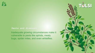 Pests and diseases
Inadequate growing circumstances make it
vulnerable to pests like aphids, mealy
bugs, spider mites, and even whiteflies.
 
