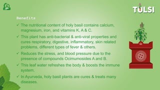 Benefits
 The nutritional content of holy basil contains calcium,
magnesium, iron, and vitamins K, A & C.
 This plant has anti-bacterial & anti-viral properties and
cures respiratory, digestive, inflammatory, skin related
problems, different types of fever & others.
 Reduces the stress, and blood pressure due to the
presence of compounds Ocimumosides A and B.
 This leaf water refreshes the body & boosts the immune
system.
 In Ayurveda, holy basil plants are cures & treats many
diseases.
 