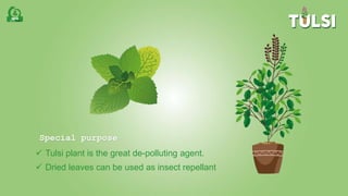 Special purpose
 Tulsi plant is the great de-polluting agent.
 Dried leaves can be used as insect repellant
 