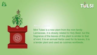 About tulsi
Mint Tulasi is a new plant from the mint family
Lamiaceae, it is closely related to Holy Basil, but the
fragrance of the leaves of this plant is similar to that
of mint. It is an annual Herbs used for its leaves, It is
a tender plant and used as cuisines worldwide.
 