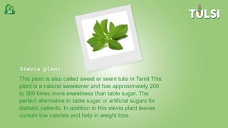 Stevia plant
This plant is also called sweet or seeni tulsi in Tamil.This
plant is a natural sweetener and has approximately 200
to 300 times more sweetness than table sugar. The
perfect alternative to table sugar or artificial sugars for
diabetic patients. In addition to this stevia plant leaves
contain low calories and help in weight loss.
 
